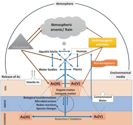 Figura 4 - Representação esquemática do ciclo biogeoquímico do As (Chatterjee et al., 2017) 