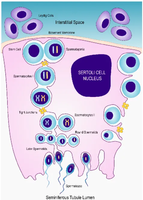Figure 1: Schematic representation of the interaction between Sertoli cells and germ cells, during  spermatogenesis