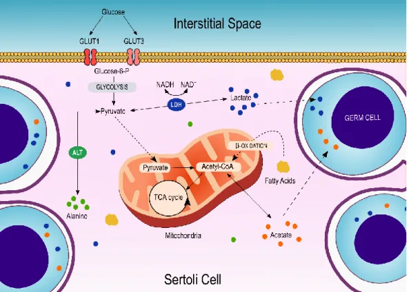 Figure 2: Schematic representation of Sertoli Cell metabolism and its main metabolic pathways