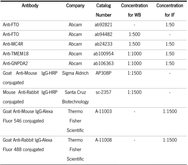 Table  3:  List  of  antibodies,  and  respective  concentrations,  used  for  identification  of  proteins  associated with ORG expression.