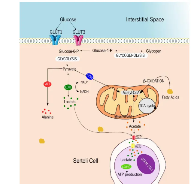 Figure 1. Representative diagram of the metabolic cooperation mechanisms established between Sertoli  cells and developing germ cells