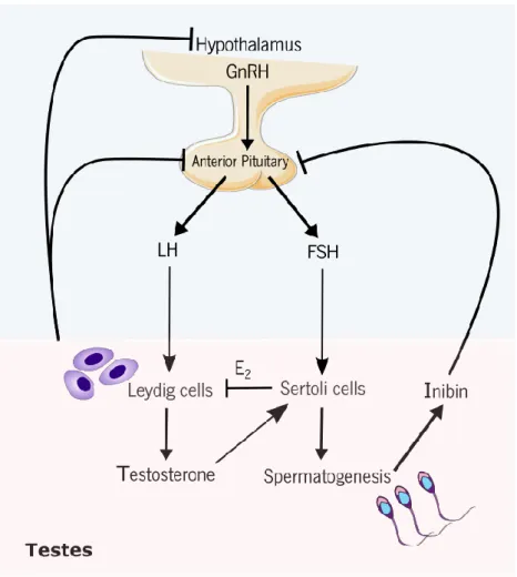 Figure  3.  Hormonal  regulation  of  the  male  reproductive  tract.  The  gonadotropin  releasing  hormone  (GnRH) is synthesized by the hypothalamus, which will stimulate the anterior pituitary to produce the  luteinizing hormone (LH) and follicle-stimu