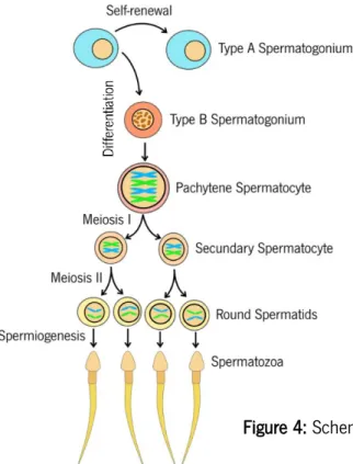 Figure 4: Scheme of the different stages of spermatogenesis. 