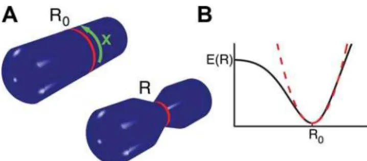 Figure 2. Illustration of key quantities used in the theoretical analysis. (A) Schematic representation of a cylindrical cell with a contractile ring of initial radius R 0 (left) and contracted state with radius R , R 0 (right)