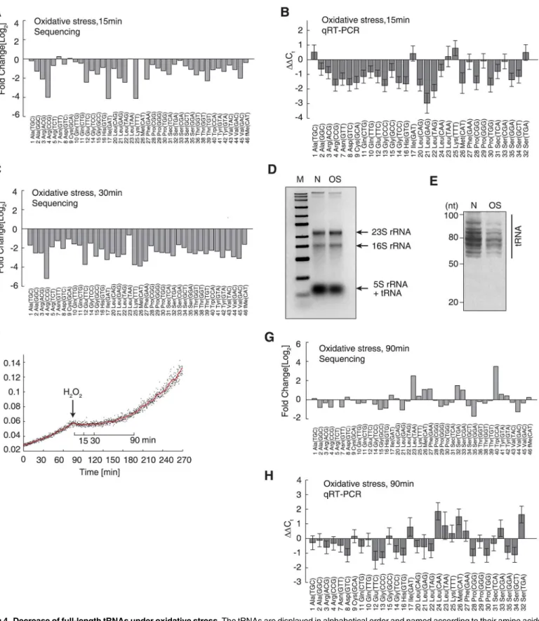 Fig 4. Decrease of full-length tRNAs under oxidative stress. The tRNAs are displayed in alphabetical order and named according to their amino acids and anticodons