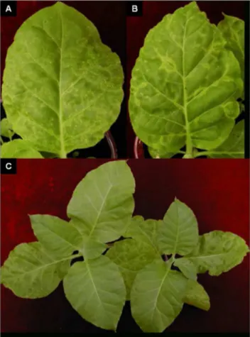 Figure 1. Scheme of a Samsun tobacco plant showing position of leaves used in this study.