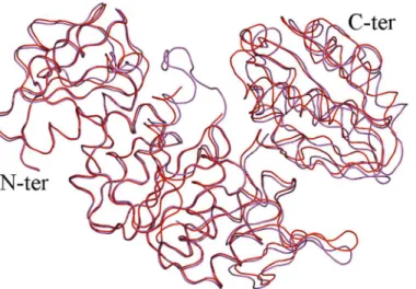Fig 5. Superposition of Intermediate Free MurD (red) and Intermediate Bound MurD (magenta).