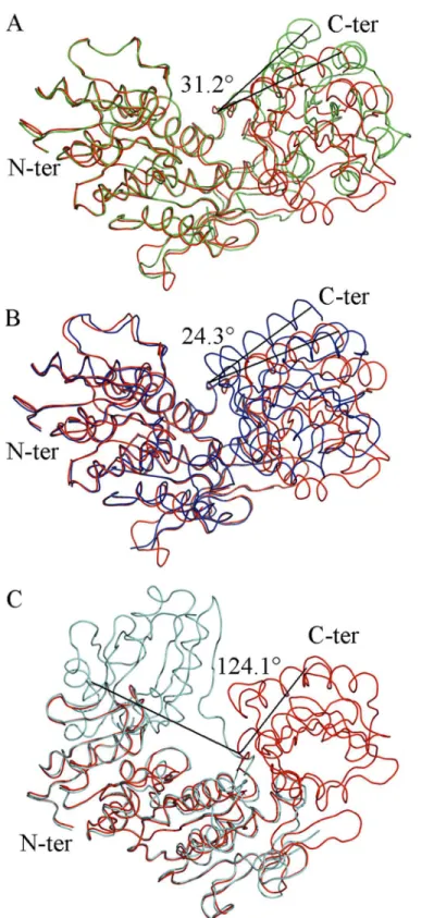 Fig 2. Superposition of Intermediate Free MurD (red) to known MurD structures with identified angles of rotation of the C-terminal domain
