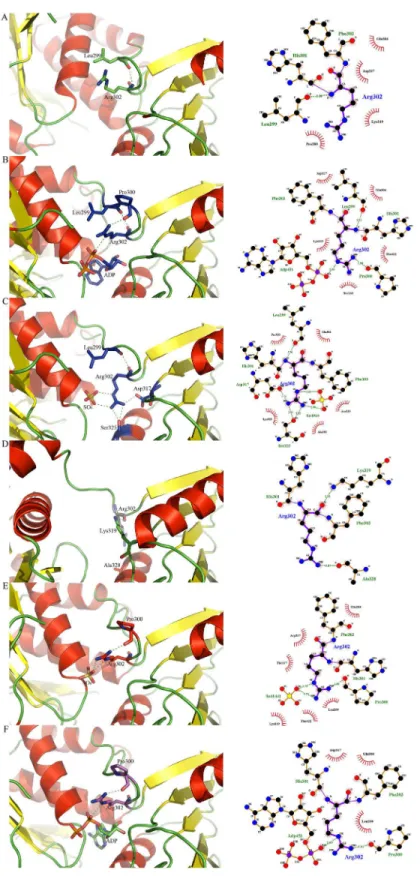 Fig 3. Orientation and LIGPLOT representations of Arg302 in MurD structures. (A) Open MurD (PDB entry: 1e0d [7])