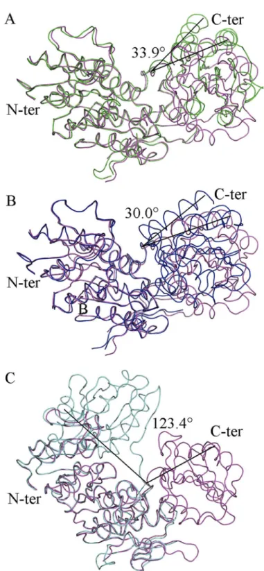 Fig 4. Superposition of Intermediate Bound MurD (magenta) to known MurD structures structures with identified angles of rotation of the C-terminal domain