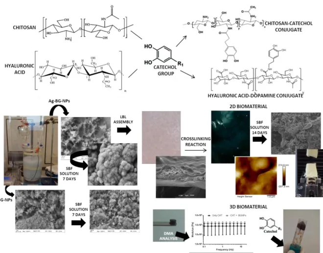 Figure 1. 1 - Natural-based polymers (chitosan and hyaluronic acid) can be conjugated with catechol groups  in  order  to  create  natural-based  polymers-catechol  conjugates