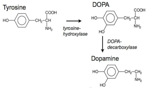 Figure 3. 2 - Tyrosine, DOPA and dopamine chemical structure. Adapted from [26].