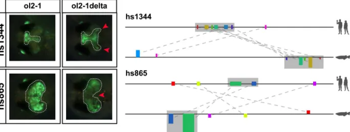 Fig 5. Deletion of conserved motifs (grey area) from the predicted fish regions results in change of enhancer activity in both tested constructs.