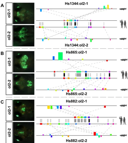Fig 6. Secondary constructs also show enhancer activity. For each enhancer, the two motif tracks in the middle show the motifs in the human sequence used for prediction of either of the two medaka regions