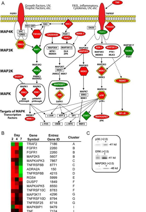 Figure 4. Factors of MAPK pathway altered in expression by HIV-1. (A) Diagram describing MAPK pathway including altered genes and proteins following 2 days HIV-1 treatment