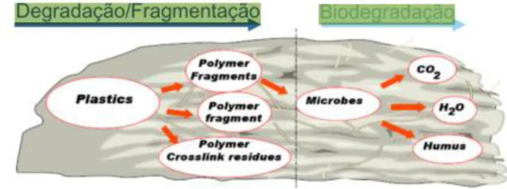 Figura 6 - Processo de biodegradação [2] 