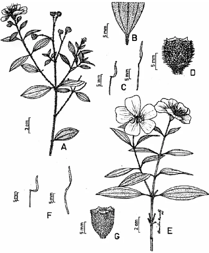 FIGURA 2 – Tibouchina trichopoda.  A. Hábito.    B. Base  da  folha,  destacando  as  3 nervuras  basais