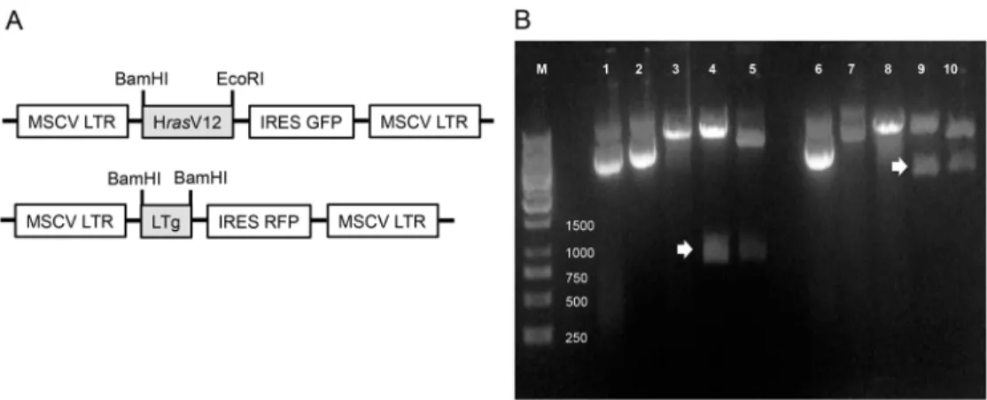 Fig 1. Sub-cloning of H ras V12 and LTg into pMSCV plasmids. (A) Genes of interest (i.e