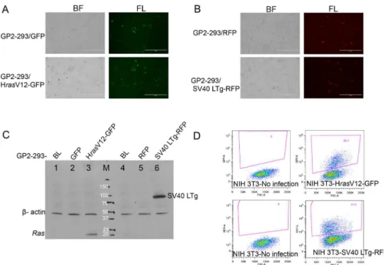Fig 2. Establishment and characterization of GP2-293 derivatives for stable generation of retrovirus.