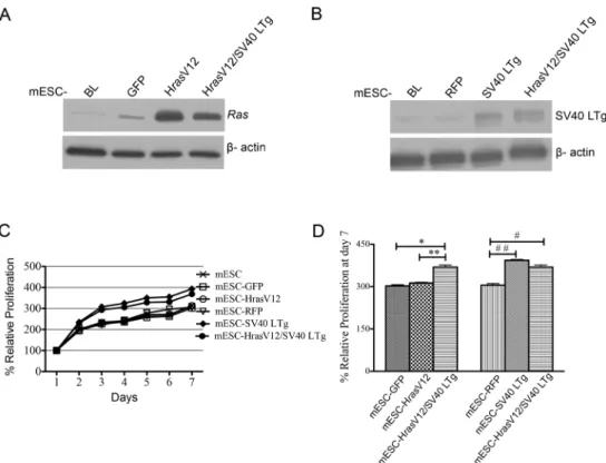 Fig 3. Characterization of genetically modified, retrovirally transduced mESCs. Representative images from immunoblot analysis: (A) HrasV12, (B) SV40 LTg