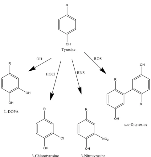 Figure 2 – Products of oxidative protein damage (adapted from reference 8). 