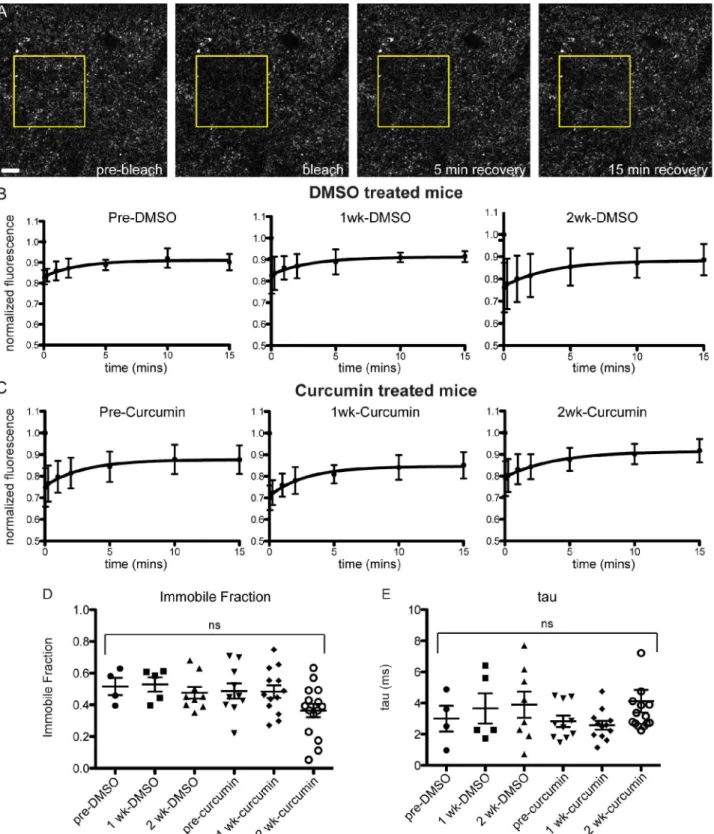Fig 6. No change in in vivo FRAP kinetics in acutely treated curcumin mice. (A) Photobleaching and recovery imaging of presynaptic Syn-GFP protein in cortical brain tissue, through a cranial window in the skull