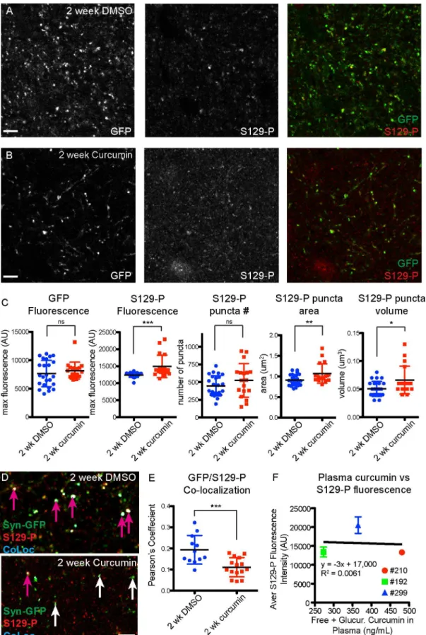 Fig 7. Increased S129-P- α -synuclein in acutely treated curcumin mice. Immunohistochemical detection of S129-P-α-synuclein in cortical tissue from mice treated for 2 weeks with DMSO (A) or 15mg/kg/day curcumin (B)