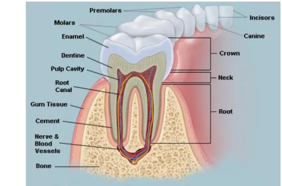 Figure 2 Representation of a tooth [13]. 