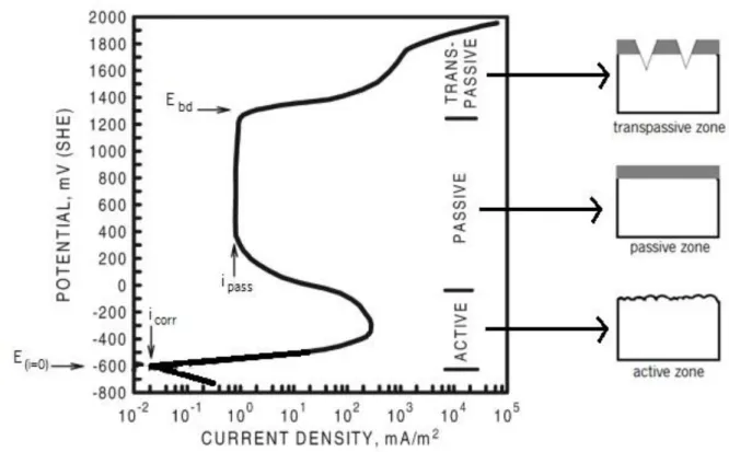 Figure 11 Example of polarization plot, showing intersection of anodic and cathodic Tafel [87].