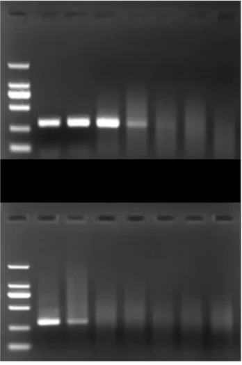 Figure 4.  Comparison of the ability of IMS-PCR (a) and PCR (b) to detect A. acidoterrestris in apple juice