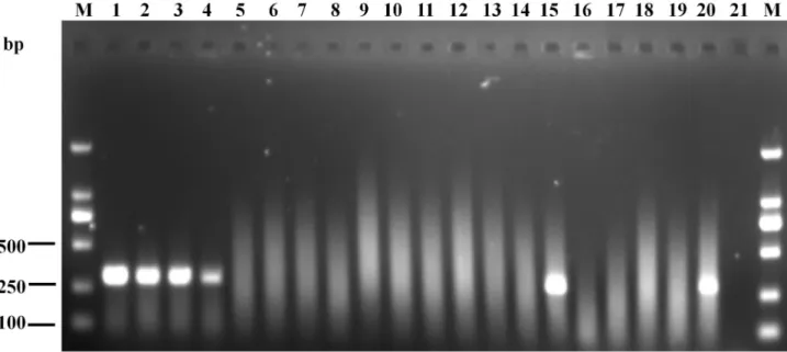 Figure 5.  Specificity of the IMS-PCR assay.  Lane M, DNA markers (100 bp); lines 1-4, A