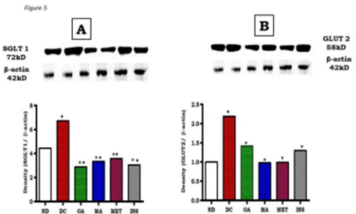 Figure  4.    Inhibitory  effects  of  OD  and  MA  on  blood glucose  increases  in  non-diabetic  (A  and  B)  and   STZ-induced  diabetic  (C  and  D)  rats  after  sucrose  and  starch loading  for  2h