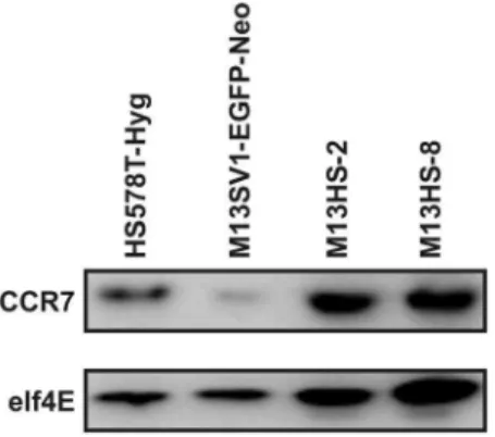 Figure 1. CCR7 expression of parental cell lines and hybrid cell lines. CCR7 expression was detected by Western Blot analysis, whereby elf4E expression was used as an internal control