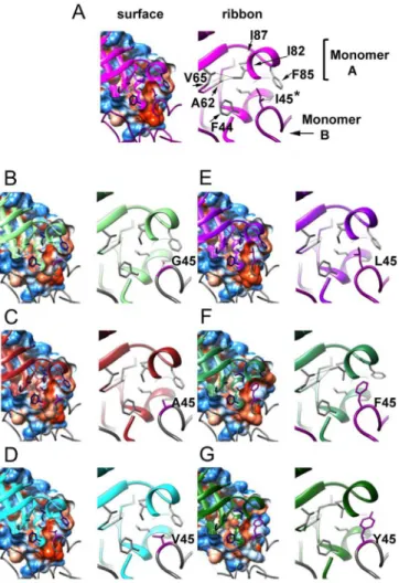 Fig 6. Crystal structures of TvTIM1 and point mutants at residue I45. Surface and ribbon representation of the ball and socket interaction at the dimer interface