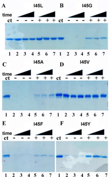 Fig 8. Monomeric TvTIMs are partially resistant to proteolysis upon 2PGA incubation. Time course experiment showing the partial proteolysis patterns of TvTIM mutants in the absence and in the presence of 2PGA