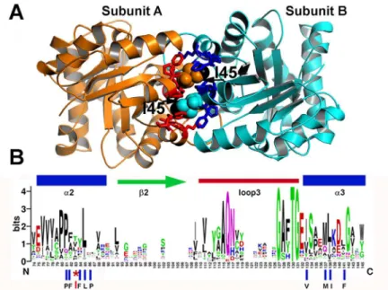 Fig 1. Ball and socket interaction between monomers at TvTIM1. (A) Crystal structure of TvTIM1 showing the ball and socket interplay