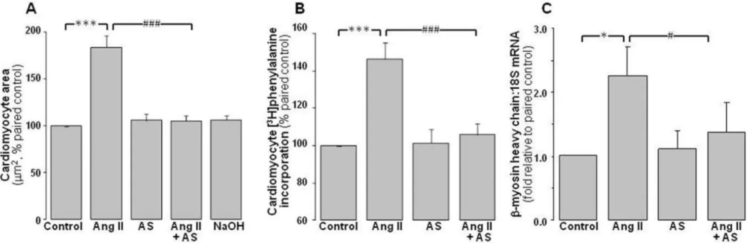 Figure 1. Antihypertrophic actions of Angeli’s salt. Ang II (1 mmol/L, 48 h)-stimulated cardiomyocyte hypertrophy is abolished by Angeli’s salt (AS, 1 mmol/L, added 4 6 /day over 48 h)