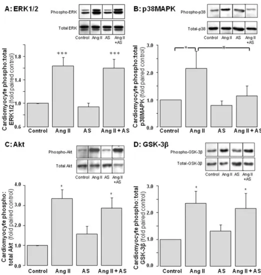 Figure 3. Impact of Angeli’s salt on cardiomyocyte pro-hypertrophic signaling. AS (1 mmol/L, added 46 /day over 48 h) selectively inhibits Ang II (1 mmol/L, final 10 min)-stimulated p38MAPK phosphorylation of pro-hypertrophic signaling