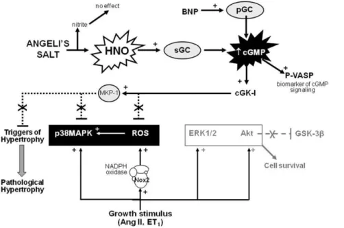 Figure 8. Mechanism of antihypertrophic action of HNO in cardiomyocytes. Angeli’s salt utilizes HNO/sGC/cGMP/cGK-I signaling to suppress key triggers of the hypertrophic response, including expression and activity of NADPH oxidase (Nox2 subunit, a major so