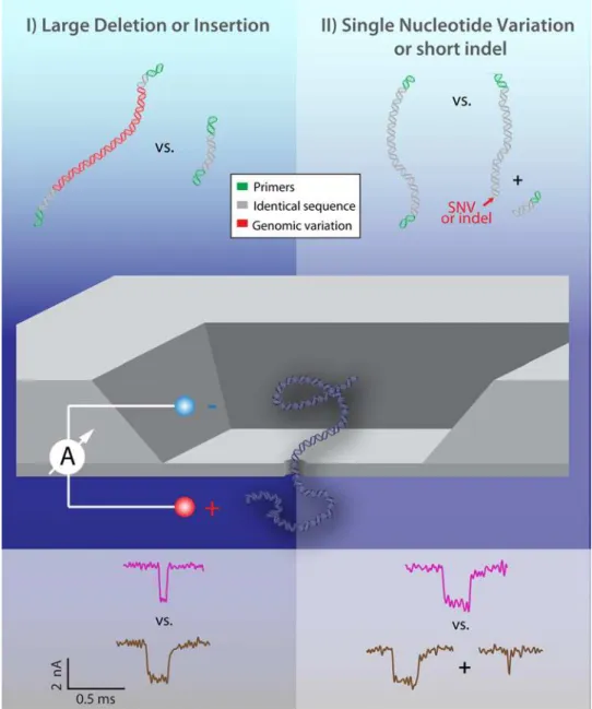 Fig 1. Two Principal Modes for Nanopore Discrimination of Pathogen Genomic Variation. Mode I: