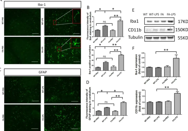 Fig 1. Introcerebraventricular injection of LPS induced more microglia activation and astrocyte activation in FA mice