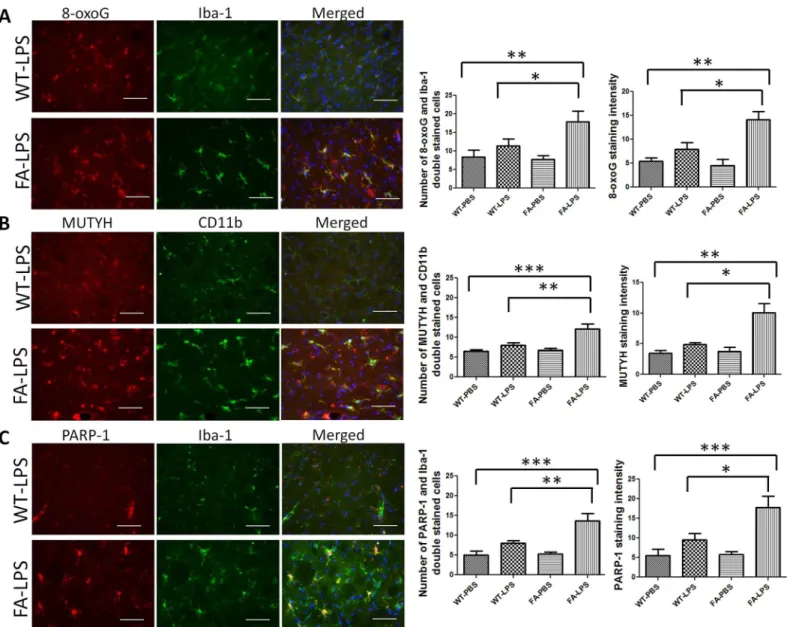Fig 2. 8-oxoG, PARP-1 and MUTYH are increased in cerebellum of FA mice treated with introcerebraventricular injection of LPS compared with wild-type mice received the same treatment
