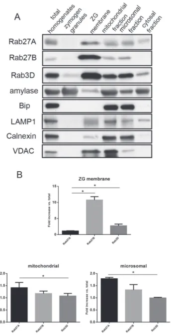 Fig 5. Rab27A exhibited different subcellular localization than Rab27B and Rab3D. (A) Cell fractionation samples from ICR mouse pancreas were loaded at 10 μg/lane and separated by PAGE.