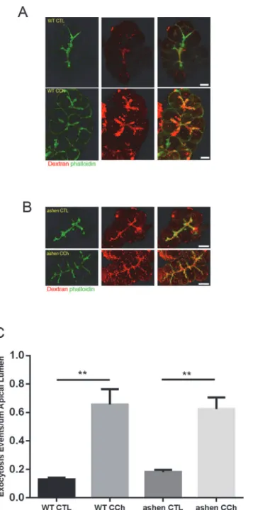 Fig 7. Visualization of zymogen granule secretory pathway by apical lumen marking with Dextran- Dextran-Texas Red