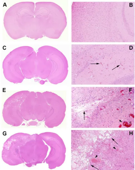 Fig 4. Representative histologic slides showing irradiation damage of each grade. All mice were irradiated on the left hemisphere, as displayed