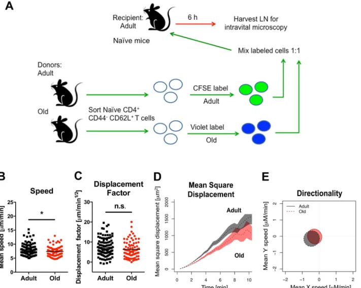 Fig 5. Migration of na ï ve CD4 + T cells from old mice into naive LN. A. Scheme of adoptive transfer studies of na ï ve CD4 + T cells