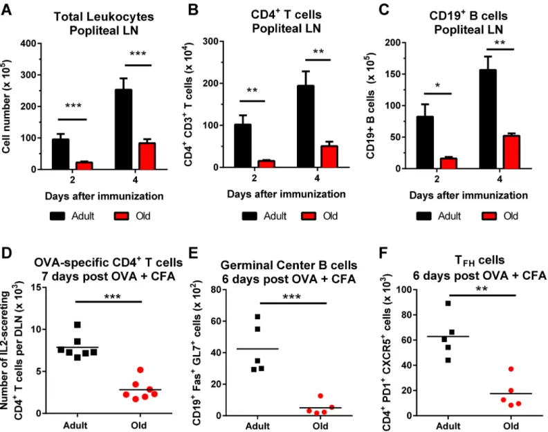 Fig 3. Decreased accumulation of CD4 + T cells and CD19 + B cells in DLN of old mice after immunization with ovalbumin