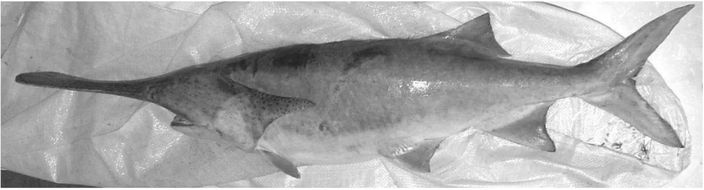 Fig. 1. North American paddlefish (Polyodon spathula Walbaum, 1792) caught near Prahovo (river km 861) in the Serbian part of the Danube River.