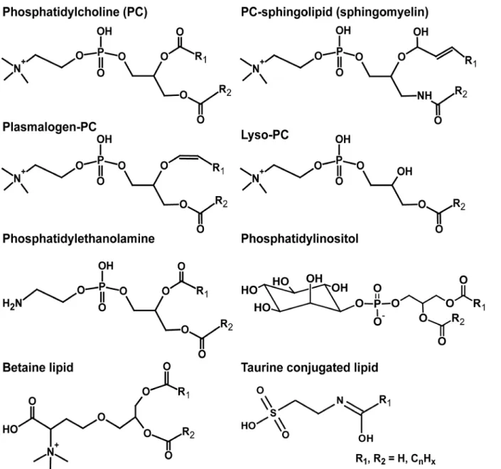 Fig 3. Structures of identified intact polar lipids in lipid extracts of animal tissues