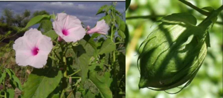 Figura 1: Flor e cápsula do algodão (mundodeflores, 2015) 